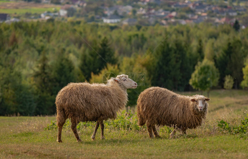 秋山牧场里的羊图片