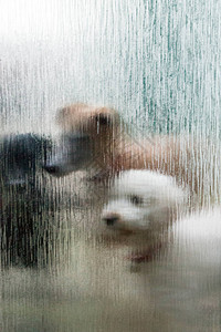 三只狗在玻璃门窗外等待着背景图片