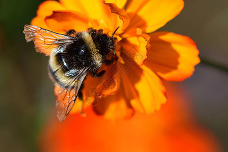 一只小蜜蜂在橙色核心花朵中高清图片