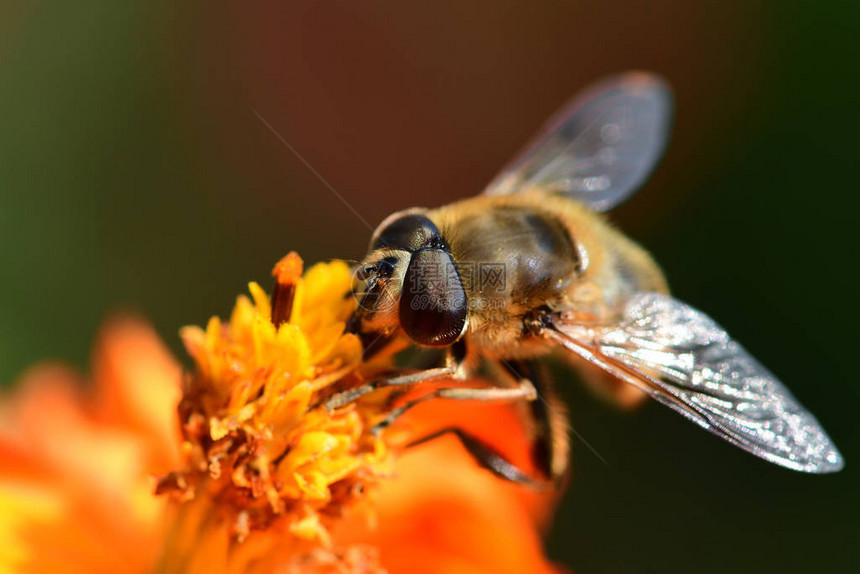 蜜蜂为橙色金鸡菊花授粉的微距镜头图片
