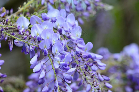 关闭盛开的紫藤花图片