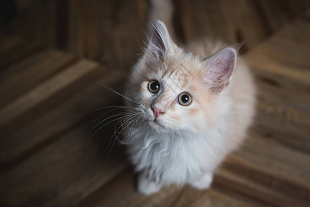 可爱的红奶油红色彩主干豆小猫站在木制背景图片