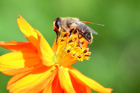 蜜蜂为橙色金鸡菊花授粉的微距镜头高清图片