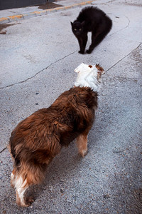 猫害怕找到狗图片