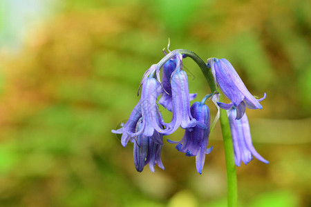 关闭一朵盛开的蓝铃花背景图片
