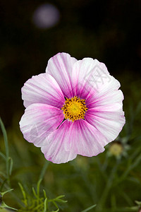 一朵粉红色的波斯菊花图片