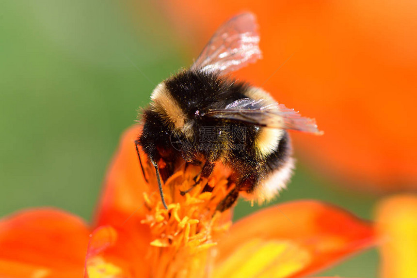 一只小蜜蜂在橙色核心花朵中图片
