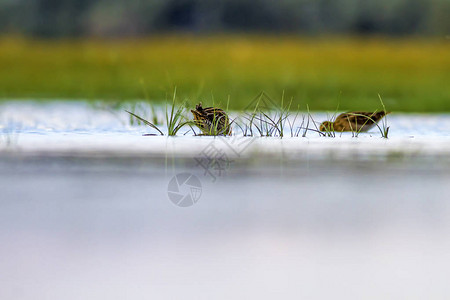 湿地和鸟类多姿彩的自图片