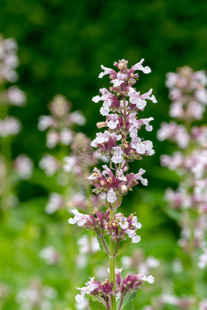 清晨到黄昏nepetagrandiflora花朵图片