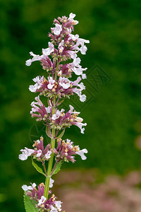 清晨到黄昏nepetagrandiflora花朵背景图片