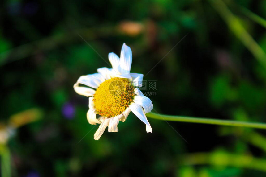 干雏菊花草丛中的黄色干花绿色背景图片