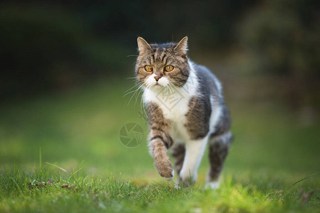 一只虎斑英国短毛猫跳过后院草坪的肖像图片