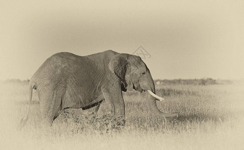 绿色热带草原大象照图片