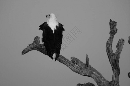 非洲鱼鹰坐在南非克鲁格公园的干树枝上图片