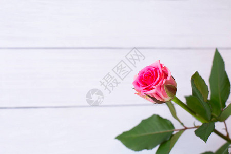 美丽的粉红色玫瑰白色木制背景上复制空间生日母亲节情人节妇女节图片