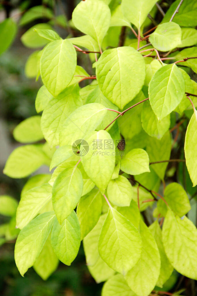 五味子在藤本植物上的分枝五味子的绿叶在树枝上五图片