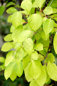 五味子在藤本植物上的分枝五味子的绿叶在树枝上五图片
