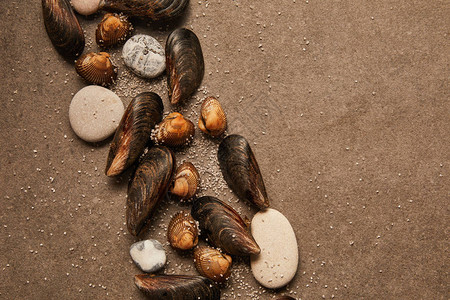 带纹理表面的沙子和石头的蛤蜊和贻贝的顶视图图片