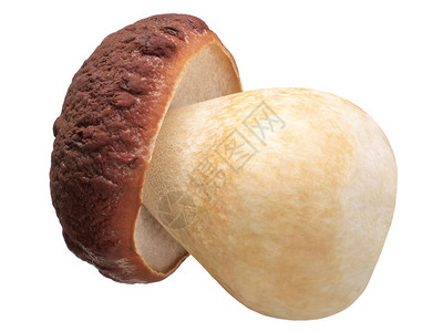 Cep或Porcino蘑菇肉类图片