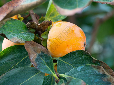 含成熟橙子水果的树帕西蒙东方百图片