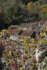 秋天在Galicia西班牙的葡萄园详情图片