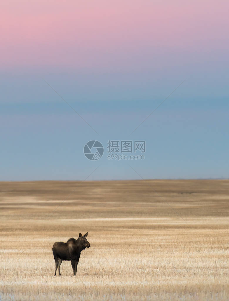 野生驼鹿动物图片