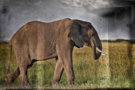 南非克鲁格公园的非洲大象K图片
