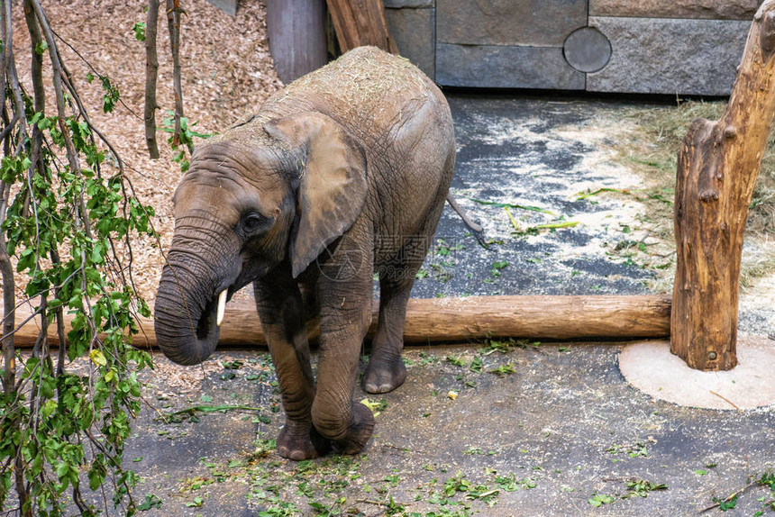 动物园里的灰色小非洲象图片