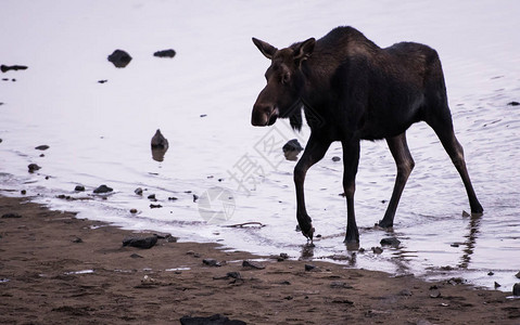 野生驼鹿动物自然动物群图片
