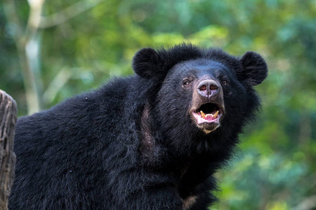 一只保护动物的黑熊图片