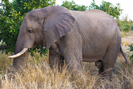 南非克鲁格公园非洲大象K图片