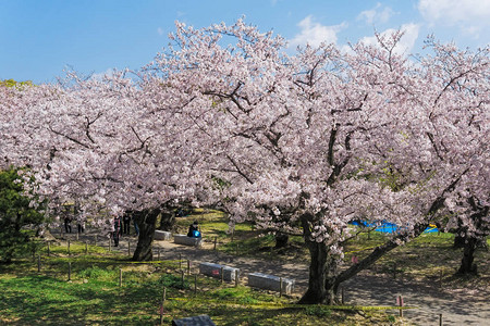 小路旁盛开的樱花树图片