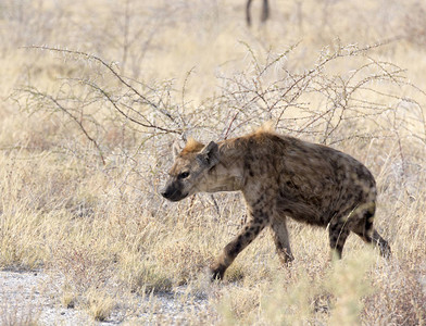 纳米比亚的黑斑鬣狗图片