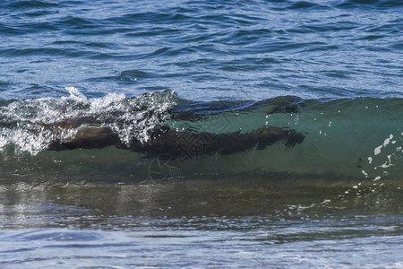 在波浪中冲浪的海狮阿根图片