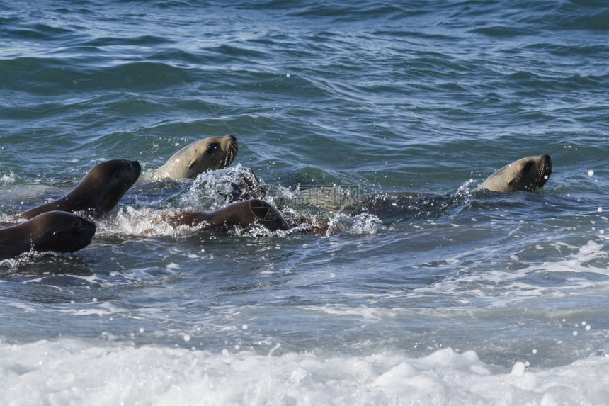 海狮在波浪中冲浪阿根图片