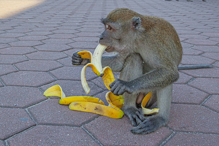 巴图山洞穴附近的灰猴子吃香蕉马图片