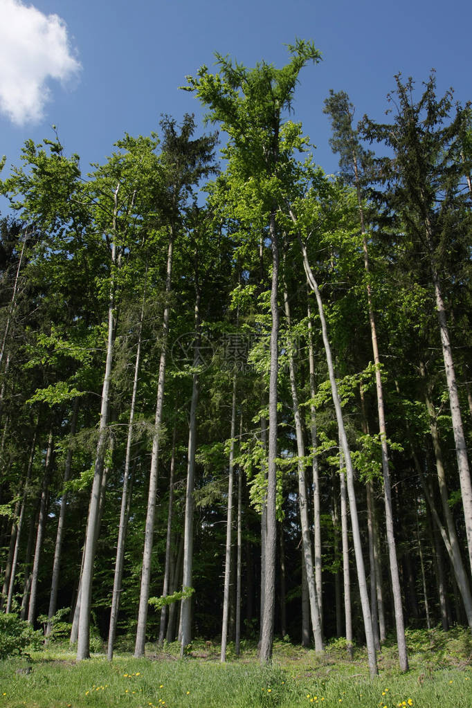 夏季森林的风景与高大的树木图片