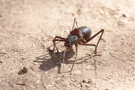 一只昆虫在沙漠中行图片