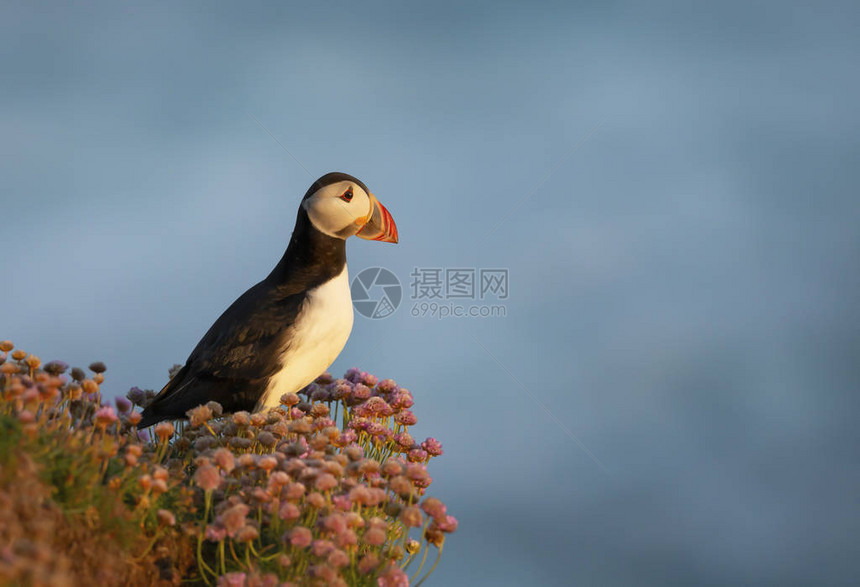 近距离的大西洋海豚站在粉红节叶上费尔岛图片