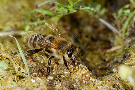 欧洲蜜蜂饮用水图片