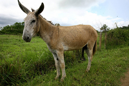 在巴伊亚州南部伊塔布纳市农村地区的一个农场看到驴子图片