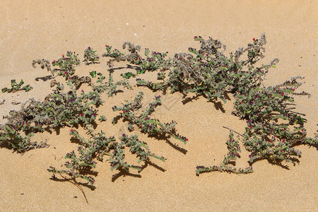 绿色植物和鲜花在以色列北部的沙漠中生长图片