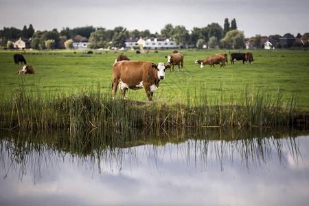 荷兰Holstein奶图片