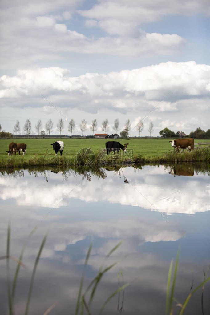 荷兰Holstein奶图片