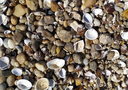 贝壳背景在沙滩上的五颜六色的贝壳在海边的多彩姿的贝壳景深有限的图片