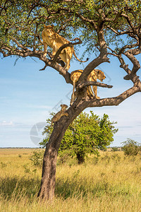两只母狮和两只幼崽爬树图片