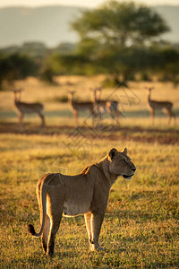 Impalawatch母狮图片