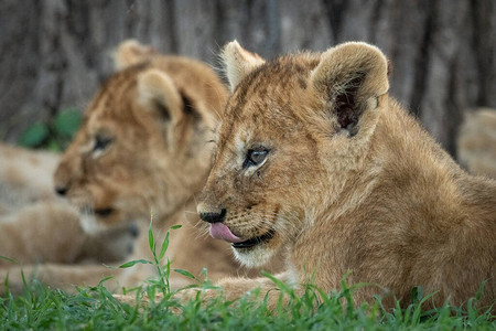 近距离的狮子幼崽图片