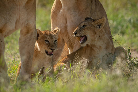 狮子幼崽坐在母图片
