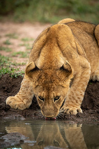 幼狮躺在水坑里喝水图片